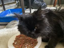 Found/Stray Unknown Cat last seen Out my door, Yakima, WA 98902