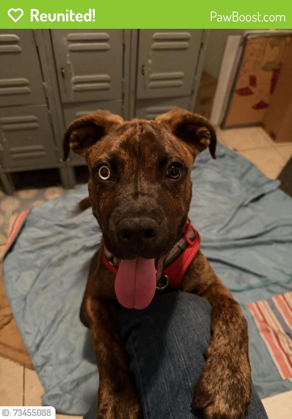 Reunited Male Dog last seen 32nd St & Clinton Ave, Minneapolis, MN 55408