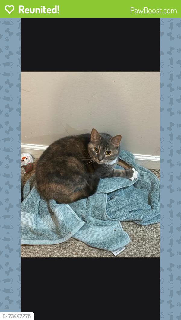 Reunited Female Cat last seen Near knox court, Norcross, GA 30092