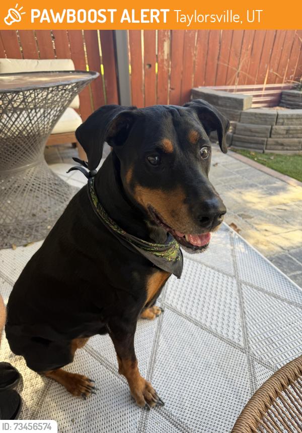 Found/Stray Female Dog last seen Salt Lake Community College, Taylorsville, UT 84129