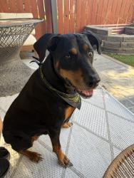 Found/Stray Female Dog last seen Salt Lake Community College, Taylorsville, UT 84129
