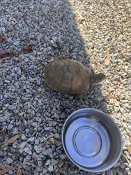 Found/Stray Unknown Other last seen Osborne st, Vista, CA 92084