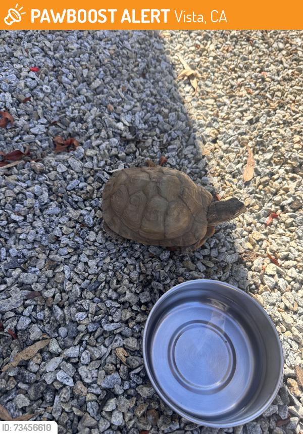 Found/Stray Unknown Other last seen Osborne st, Vista, CA 92084