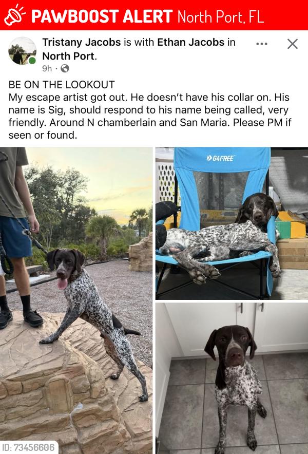Lost Male Dog last seen N Chamberlin and San maria, North Port, FL 34286
