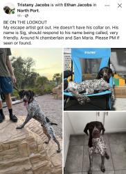 Lost Male Dog last seen N Chamberlin and San maria, North Port, FL 34286