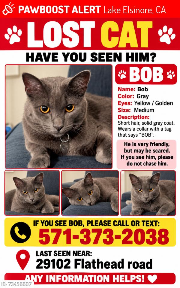 Lost Male Cat last seen Near Flathead road, Lake Elsinore, CA 92532