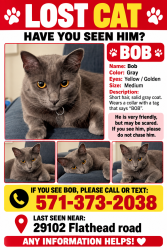 Lost Male Cat last seen Near Flathead road, Lake Elsinore, CA 92532