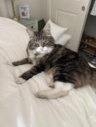 Lost Male Cat last seen 124th Avenue area, Vancouver, WA 98682