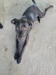 Found/Stray Female Dog last seen Live oak rd Abbeville, Abbeville, LA 70510
