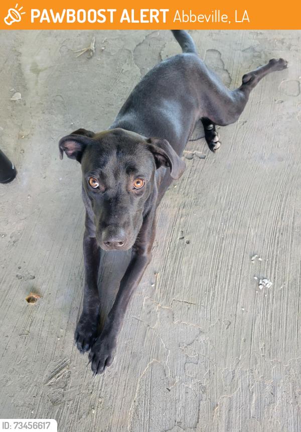 Found/Stray Female Dog last seen Live oak rd Abbeville, Abbeville, LA 70510