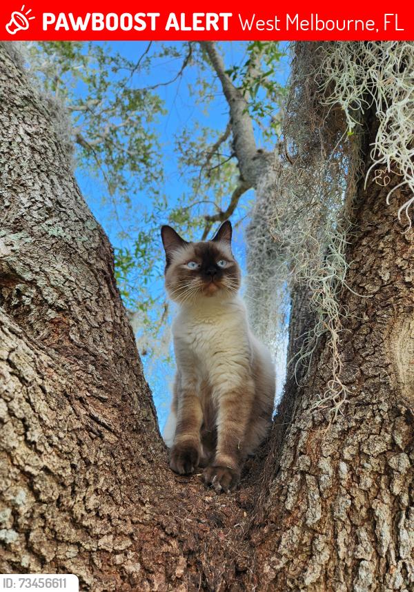 Lost Male Cat last seen Minton and Heritage, West Melbourne, FL 32904