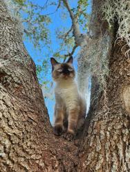 Lost Male Cat last seen Minton and Heritage, West Melbourne, FL 32904