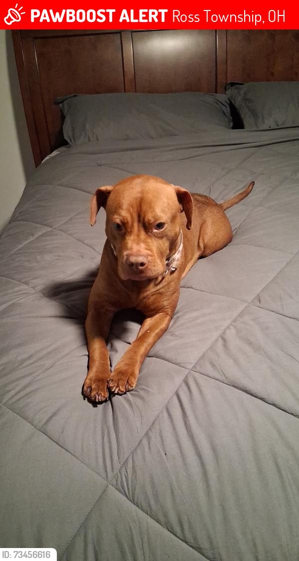 Lost Female Dog last seen Near black street, Hamilton OH, Ross Township, OH 45013