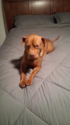 Lost Female Dog last seen Near black street, Hamilton OH, Ross Township, OH 45013