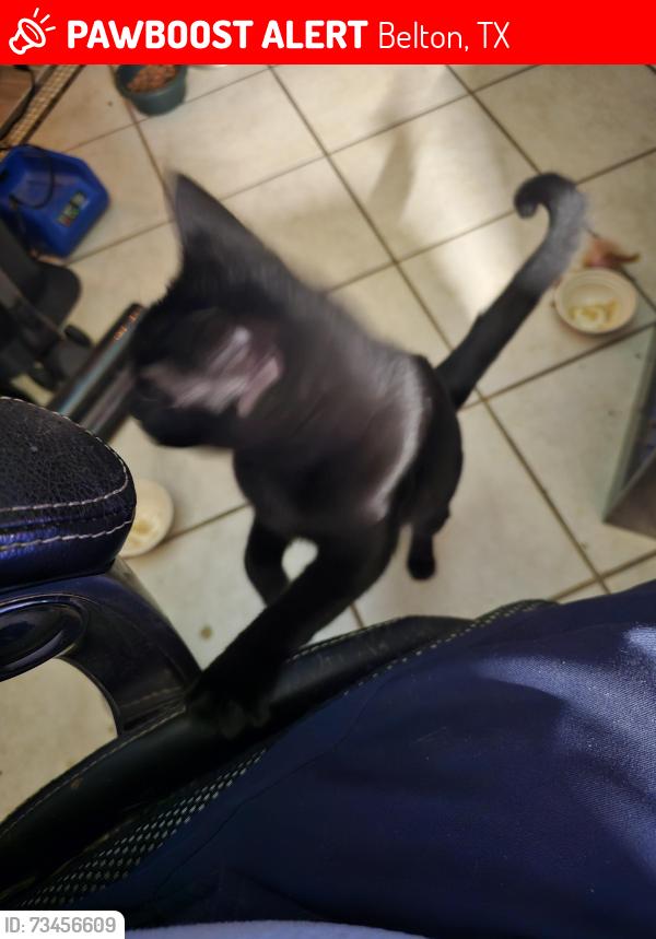 Lost Female Cat last seen Leila ln, belton, Belton, TX 76513