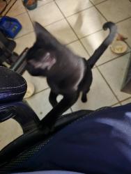 Lost Female Cat last seen Leila ln, belton, Belton, TX 76513