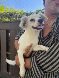 Reunited Male Dog last seen Near the Silver Lake Meadow, Los Angeles, CA 90039
