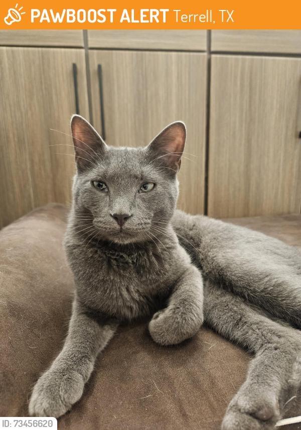 Found/Stray Unknown Cat last seen Terrel Film Alley, Terrell, TX 75160