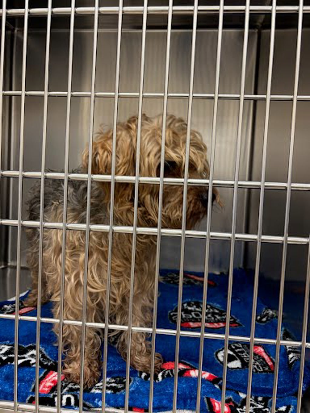 Shelter Stray Male Dog last seen Prairie Glen Court, DEL VALLE, TX, 78617, 7201 Levander Loop bldg a, Austin, TX 78702, USA