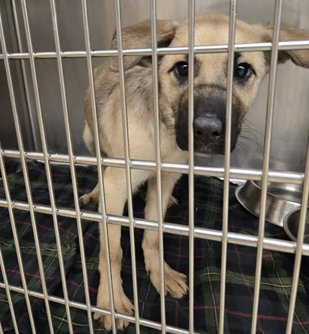 Shelter Stray Female Dog last seen Near W Oltorf Street, AUSTIN, TX, 78704, 7201 Levander Loop bldg a, Austin, TX 78702, USA