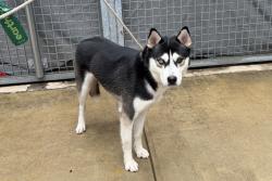 Shelter Stray Male Dog last seen unknown, STATEN ISLAND, NY, 10301, 3139 Veterans Rd W, Staten Island, NY 10309, USA