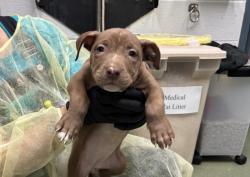 Shelter Stray Female Dog last seen Apt 6B,1305 Morris Avenue, BRONX, NY, 10456, 326 E 110th St, New York, NY 10029, USA