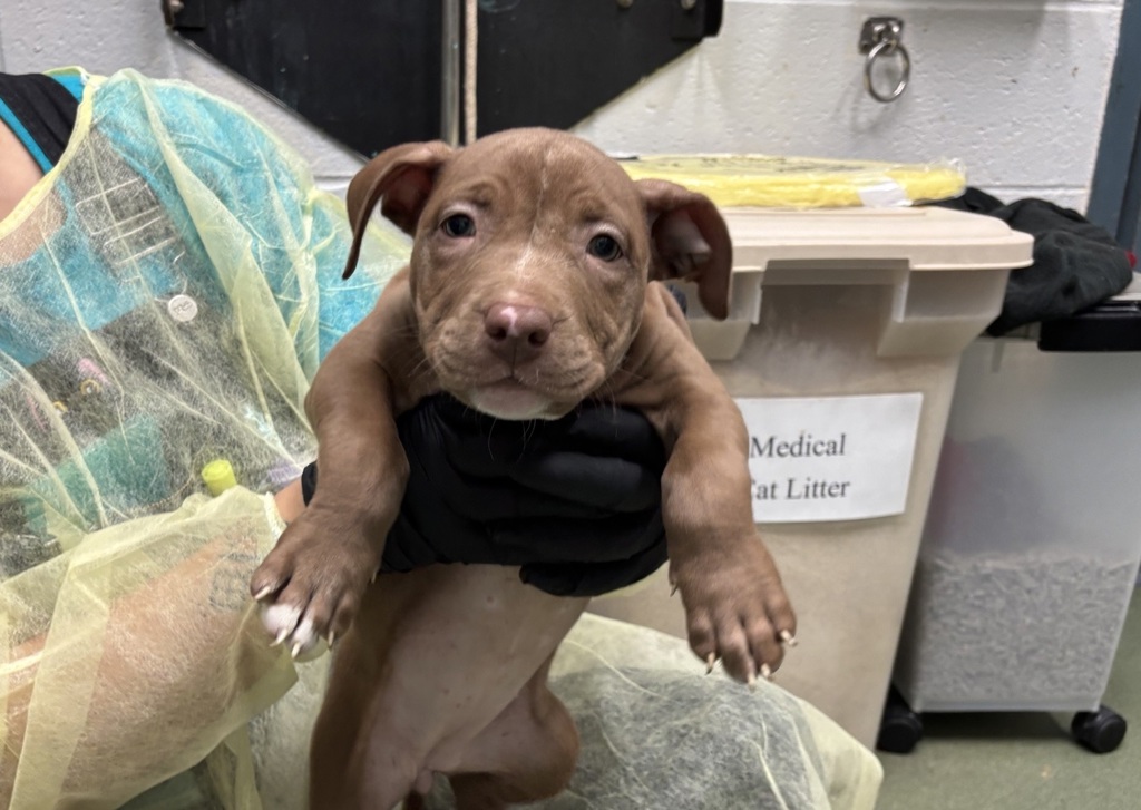 Shelter Stray Female Dog last seen Apt 6B,1305 Morris Avenue, BRONX, NY, 10456, 326 E 110th St, New York, NY 10029, USA