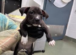 Shelter Stray Female Dog last seen Apt 6B,1305 Morris Avenue, BRONX, NY, 10456, 326 E 110th St, New York, NY 10029, USA