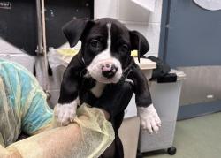 Shelter Stray Female Dog last seen Apt 6B,1305 Morris Avenue, BRONX, NY, 10456, 326 E 110th St, New York, NY 10029, USA