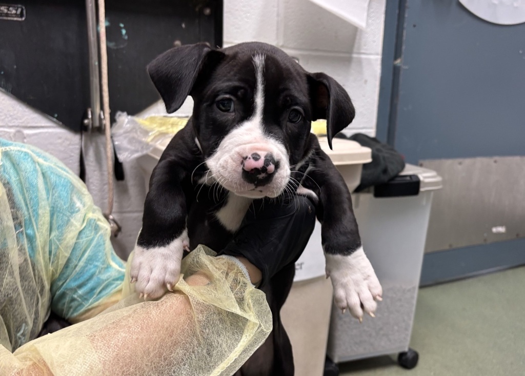Shelter Stray Female Dog last seen Apt 6B,1305 Morris Avenue, BRONX, NY, 10456, 326 E 110th St, New York, NY 10029, USA