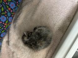 Shelter Stray Female Cat last seen Apt 6B,1305 Morris Avenue, BRONX, NY, 10456, 326 E 110th St, New York, NY 10029, USA