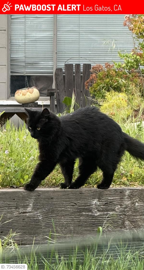 Lost Female Cat last seen Los Gatos Almaden Road and El Gato Lane, Los Gatos, CA 95032