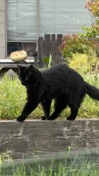 Lost Female Cat last seen Los Gatos Almaden Road and El Gato Lane, Los Gatos, CA 95032