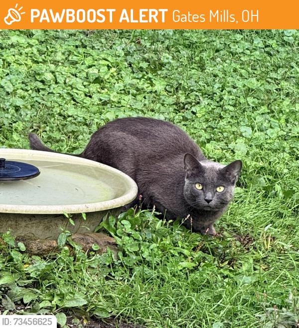 Found/Stray Unknown Cat last seen Brigham rd and Chagrin River area, Gates Mills, OH 44040
