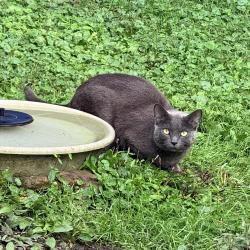 Found/Stray Unknown Cat last seen Brigham rd and Chagrin River area, Gates Mills, OH 44040