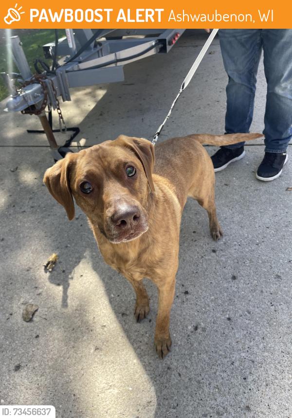 Found/Stray Male Dog last seen Babcock, Ashwaubenon, WI 54313
