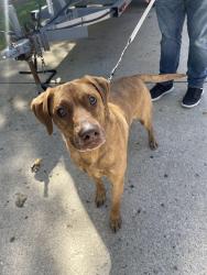 Found/Stray Male Dog last seen Babcock, Ashwaubenon, WI 54313