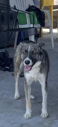 Lost Male Dog last seen Troy St and Bancroft Dr, Spring Valley, CA 91977