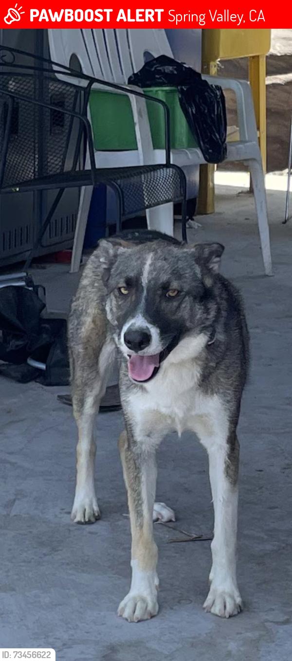 Lost Male Dog last seen Troy St and Bancroft Dr, Spring Valley, CA 91977