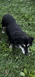 Lost Male Dog last seen W 900 S & S 500 W, Edinburgh, IN 46124