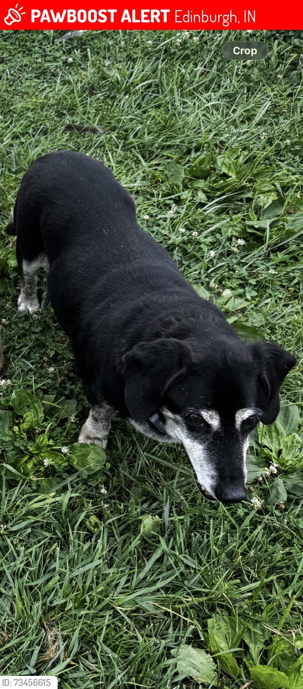 Lost Male Dog last seen W 900 S & S 500 W, Edinburgh, IN 46124
