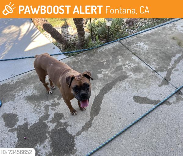 Found/Stray Female Dog last seen San Bernardino ave, Fontana, CA 92335
