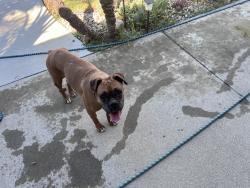 Found/Stray Female Dog last seen San Bernardino ave, Fontana, CA 92335