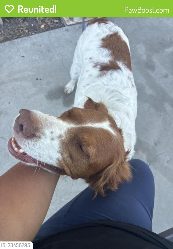 Reunited Female Dog last seen John landes park Oceanside ca, Oceanside, CA 92056