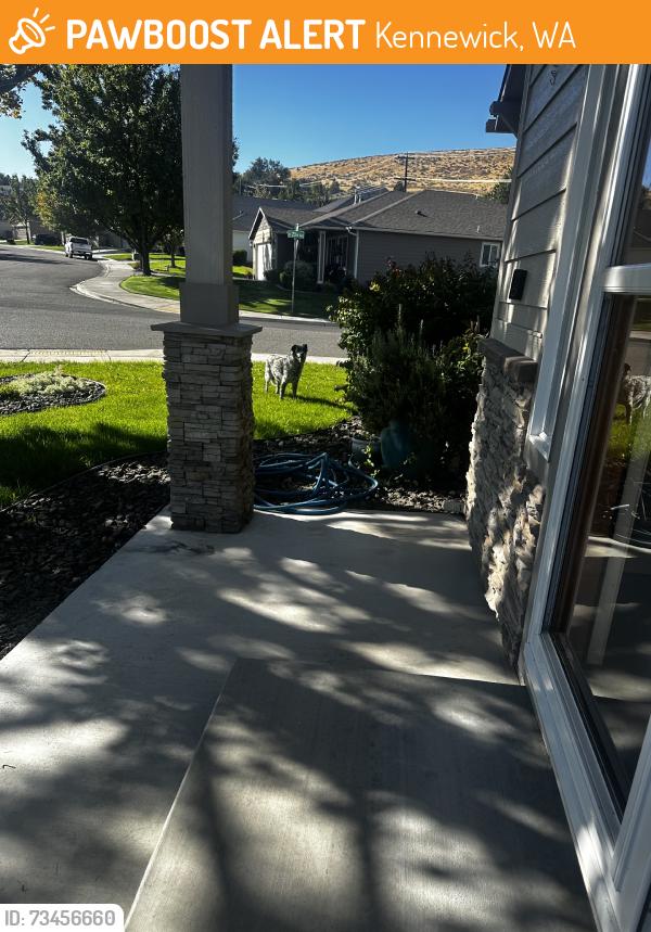 Found/Stray Unknown Dog last seen Kellogg, Kennewick, WA 99338