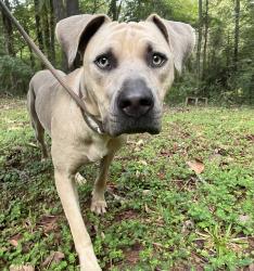 Found/Stray Male Dog last seen Magic Rock Trailer Park, Beans Mill, AL 36852