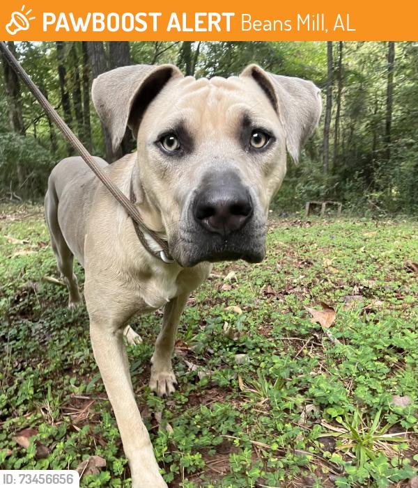 Found/Stray Male Dog last seen Magic Rock Trailer Park, Beans Mill, AL 36852