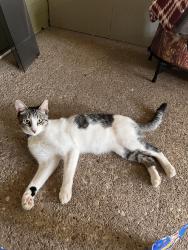 Lost Male Cat last seen Near North Belton Middle School on Lakeway Crossing Dr. in Temple, Temple, TX 76502