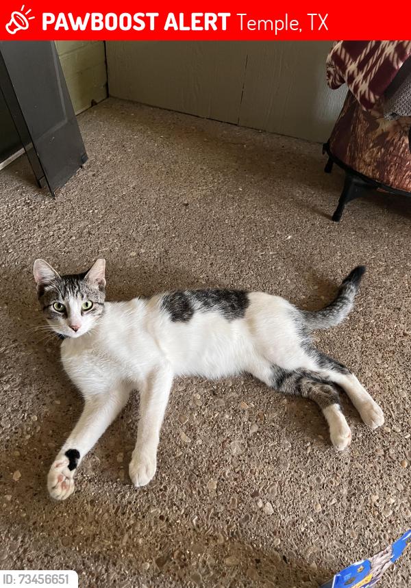 Lost Male Cat last seen Near North Belton Middle School on Lakeway Crossing Dr. in Temple, Temple, TX 76502