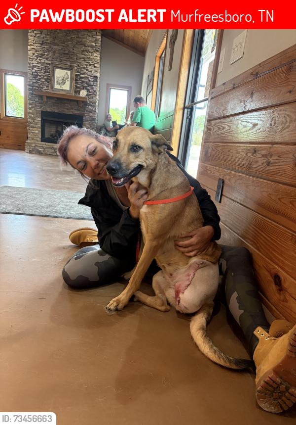 Lost Female Dog last seen Near and Sulphur springs, Murfreesboro, TN 37129
